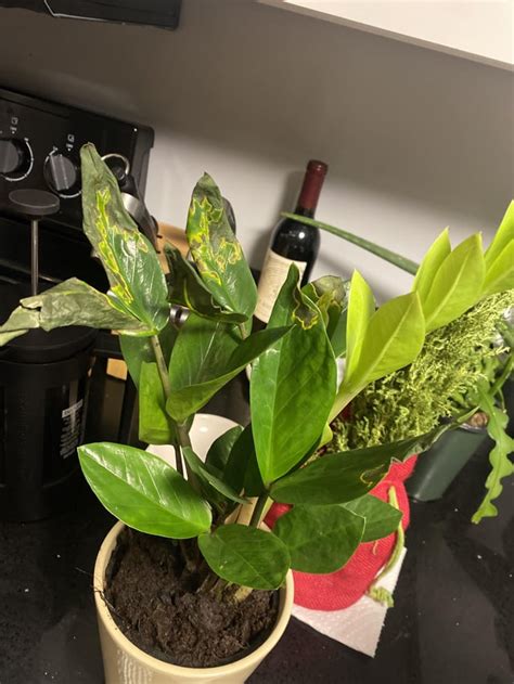 Please Help My Zz Plant I Just Got It And As Soon As I Brought It