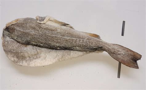 Dry Salted Codfish With Back Bone Reverse Northern Fish Codfish