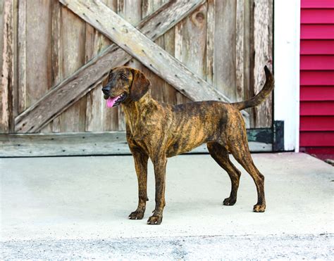 Plott Hound Dog Breed History And Some Interesting Facts