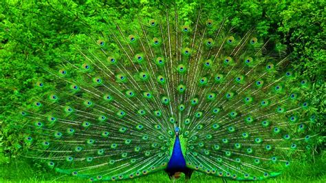 Peacock Dance Display Peacock Opening Feathers High Quality Hd