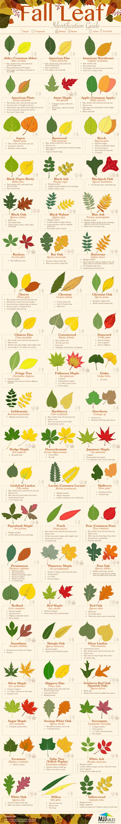 Fall Leaf Identification Guide Daily Infographic Cuisine Recette