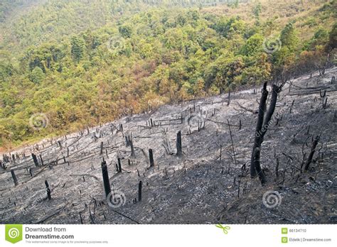 Deforestation After Forest Fire Natural Disaster Laos Stock Photo