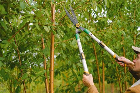 Quanto Costa Un Giardiniere Per Un Lavoro Di Posa Di Pavimenti Per Esterni