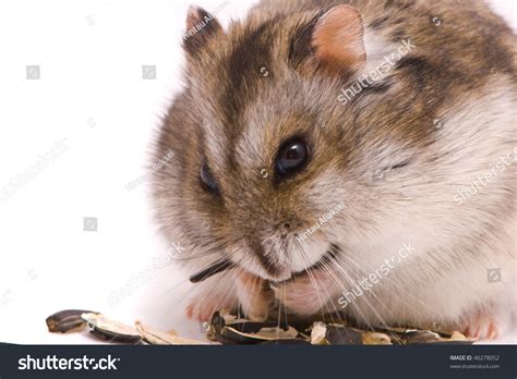 Dwarf Hamster Eating Sunflower Seed Stock Photo 46278052 Shutterstock