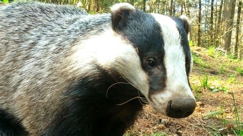 Government Extends Controversial Badger Cull Into Dorset Channel 4 News
