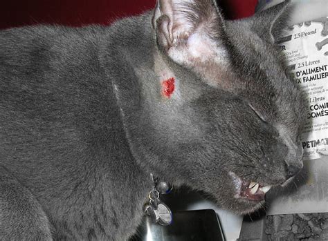 Before looking at why cats fight, it's necessary to address why cats groom. Why Do Pet Cats Attack Their Owners? | PetHelpful