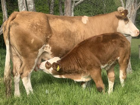 Simmental Cow With Calf