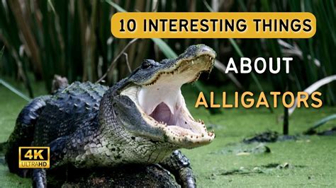 The Unexpected Interesting Facts About Alligators You Never Knew Youtube