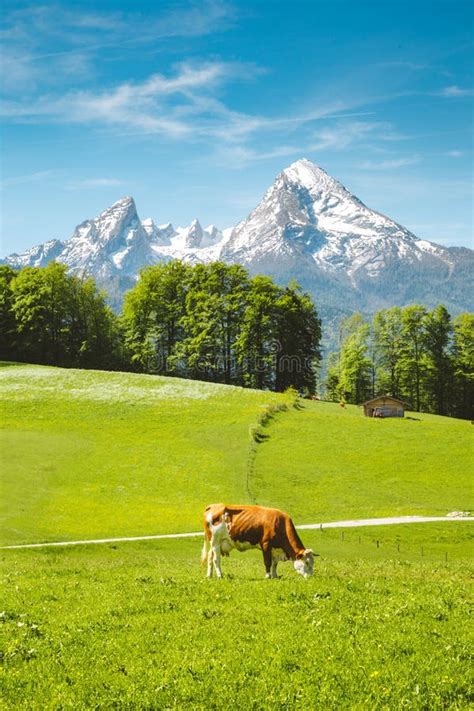 Idyllic Summer Landscape In The Alps With Cow Grazing Stock Photo