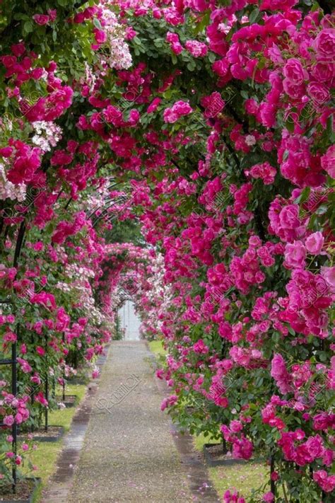 Pin By Natasha Knap On Diva Abby In Beautiful Flowers Garden Beautiful Gardens Cottage