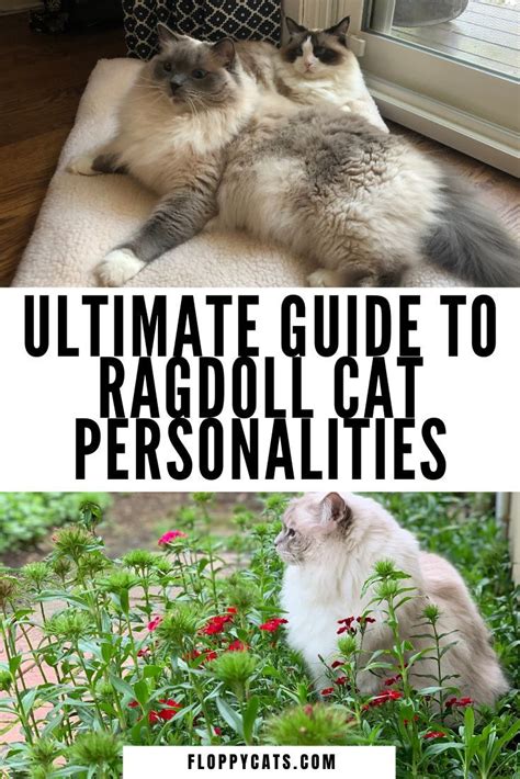 Ragdoll Cat Personality What Traits And Temperament Describe Your Cat