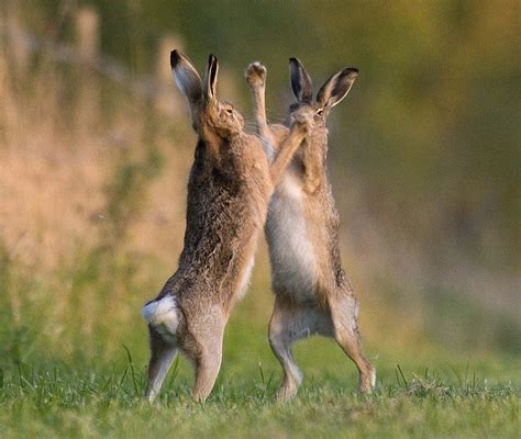 What Is A March Hare As Opposed To An April Hare