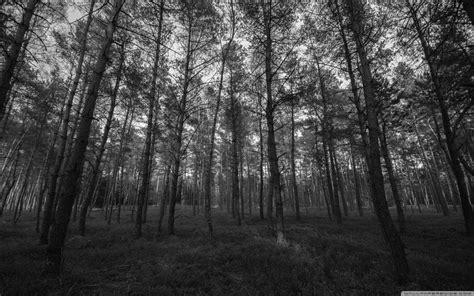 Gray Forest Wallpapers Top Free Gray Forest Backgrounds Wallpaperaccess