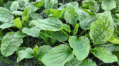 Plantain Weed