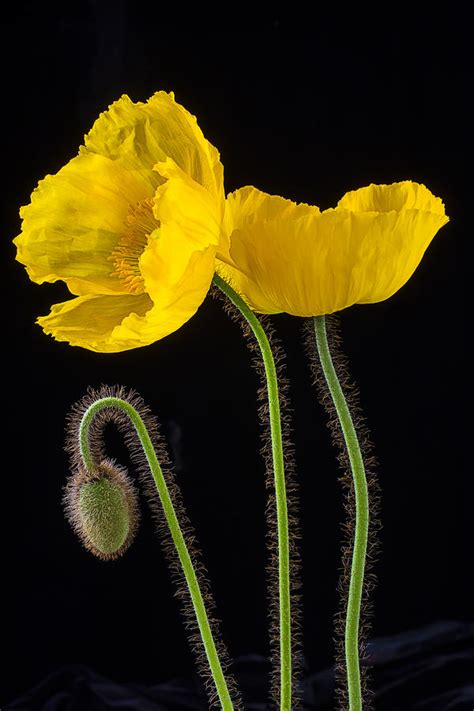 Graphic Iceland Poppies Photograph By Garry Gay Fine Art America