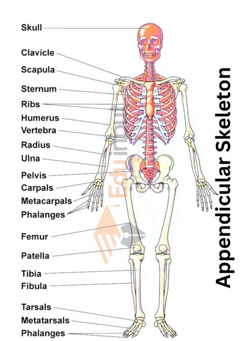Appendicular Skeleton Blood Supply In Appendicular Skeleton