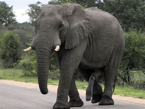Big Elephant A Photo On Flickriver