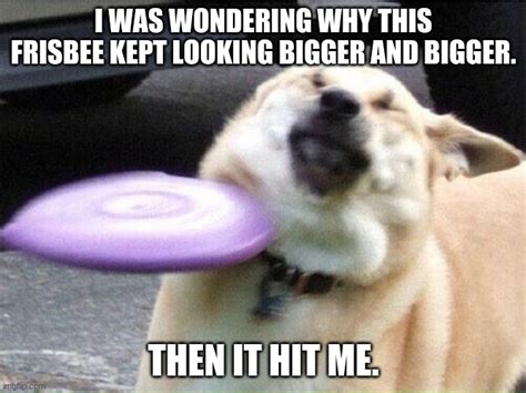 Dog Hit By Frisbee Imgflip
