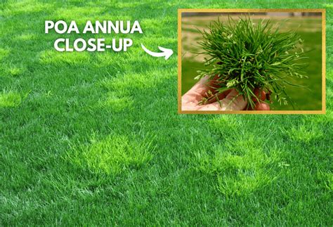 Weed Wednesday Poa Annua Experigreen