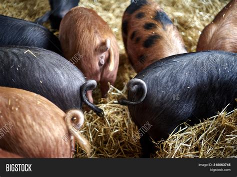 Pigs Tails Close Image And Photo Free Trial Bigstock