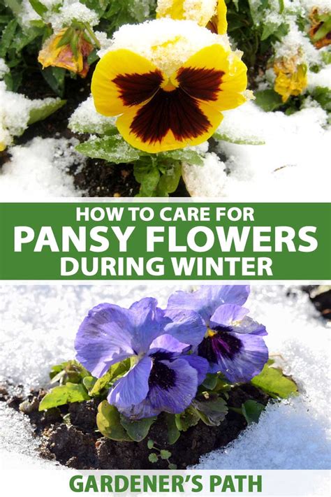 How To Care For Pansy Flowers In Winter Gardeners Path