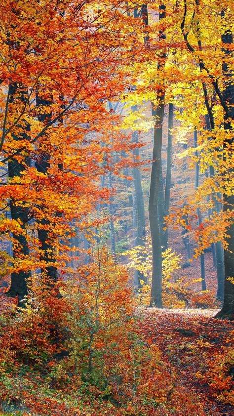 Autumn Trees Wallpaper K Fallen Leaves Seasons Forest