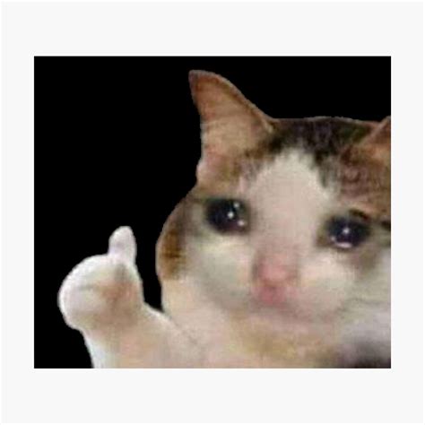 Fotos De Gatos Llorando Memes Aqu Les Dejo Esta Recopilaci N De Memes