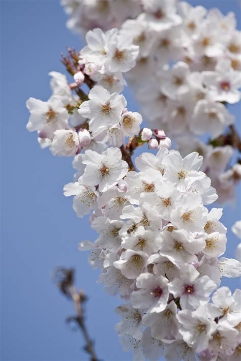 Prunus Nipponica Var Kurilensis Andbrillantand Kurile Cherry Andbrilliant