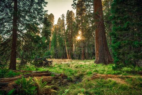 Sunset In The Sequoia Forest Sequoia National Park California Stock