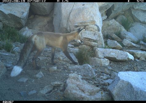 Oregon State Study Provides Foundation For Protecting Rare Fox In