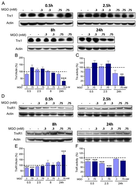 Mgo Targets The Cytosolic Trx Trxr System Trx A And Trxr D