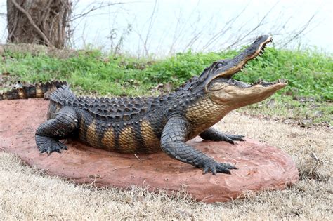 American Alligator Waco Sculpture Zoo