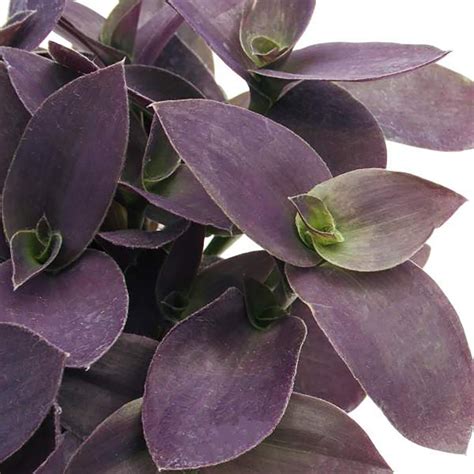 Fuzzy Purple Tradescantia 25 Pot Easy To Grow House Plant