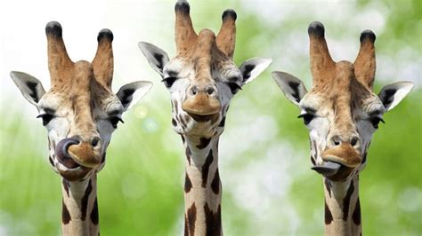 Bbc Learning English Words In The News The Secret Of Giraffes Long Legs Giraffe Giraffe