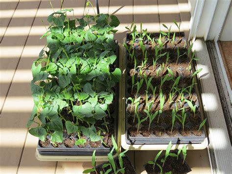 Column The Importance Of Hardening Off Seedlings