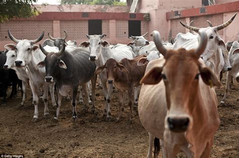 Cow Vigilantes Deny Muslim Farmers Their Livelihood Daily Mail Online