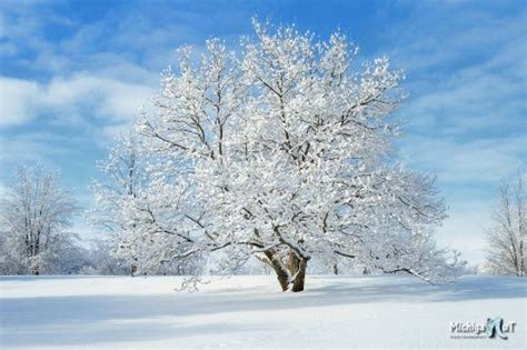 A Snow Covered Tree Stands In The Middle Of A Snowy Field Under A Blue