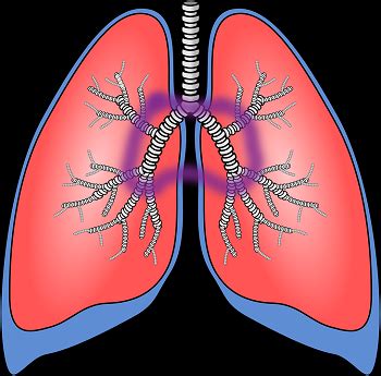 Diagram Of Bronchial Tubes And Lungs Lilianaescaner My XXX Hot Girl