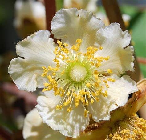 Kiwi Fruit Flower We Bought A Kiwi Plant Last Weekend In Flickr