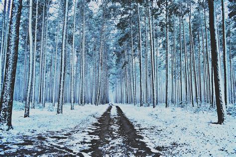 Free Photo Winter Forest Snow Trees Free Image On Pixabay 912133
