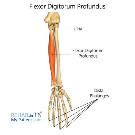 Flexor Digitorum Profundus Rehab My Patient