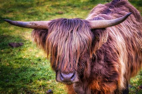 Cattle Scottish Highland Free Photo On Pixabay