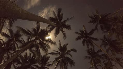 Tropical Night Sky Palm Trees Stock Footage Video 100 Royalty Free