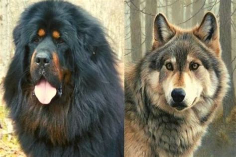 Tibetan Mastiff Vs Wolf Comparison 2023 Top Pet Products