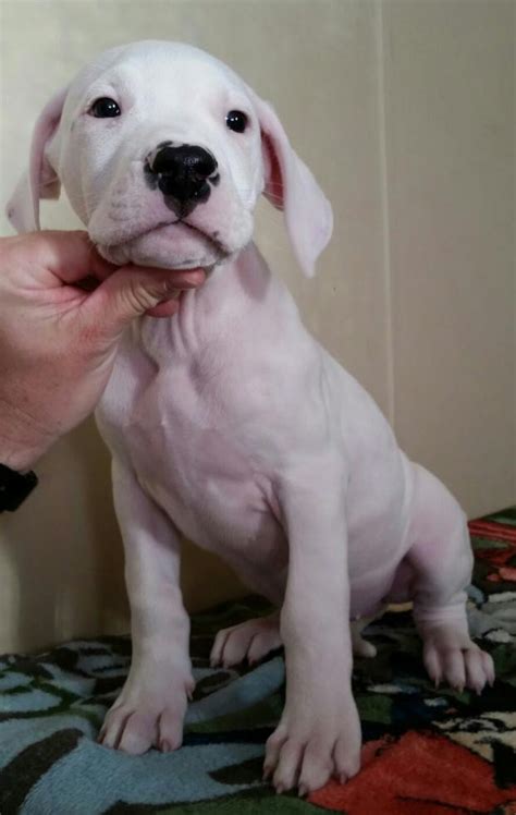 Dogo Argentino Puppies Virginia Bulldog Lover