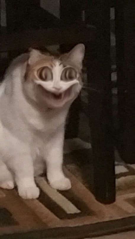 Smiling Cat Meme