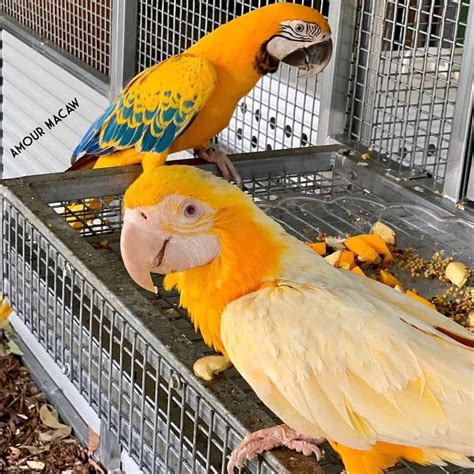 Rare Macaw Parrots In 2020 Macaw Parrot Macaw Parrot For Sale