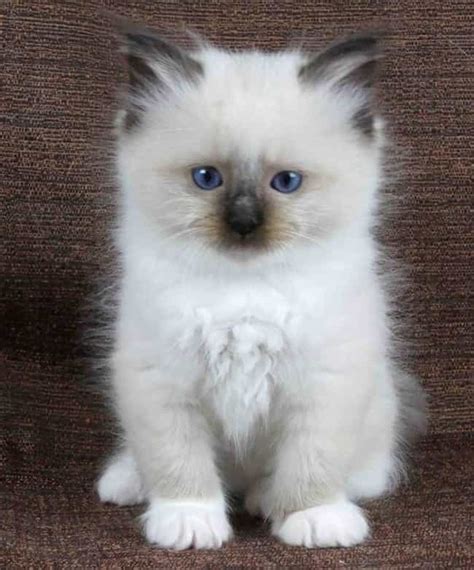 Cute Kitten Breeds List Of Cutest Types Of Kittens