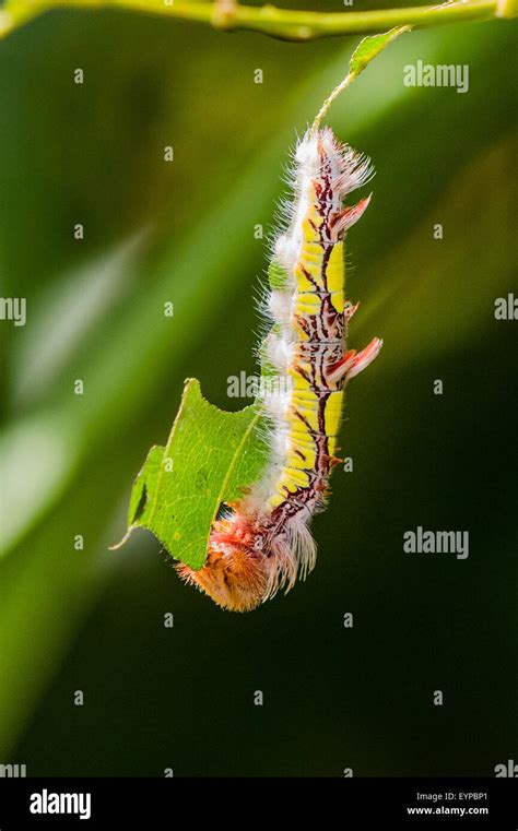 A Blue Morpho Butterfly Caterpillar Feeding Stock Photo Alamy