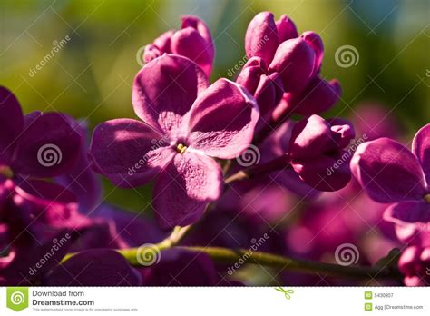 Lilac Stock Image Image Of Delicate Flower Flowering 5430807